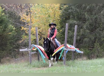 Quarter Pony Mix, Gelding, 10 years, 13.3 hh, Pinto