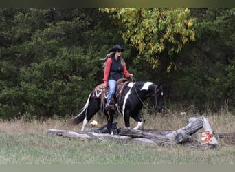 Quarter Pony Mix, Gelding, 10 years, 13.3 hh, Pinto