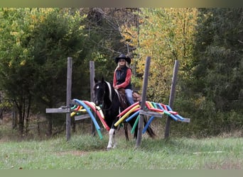 Quarter Pony Mix, Gelding, 10 years, 13.3 hh, Pinto