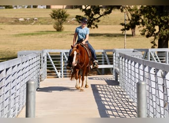 Quarter Pony, Gelding, 10 years, 13 hh, Sorrel
