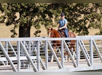 Quarter Pony, Gelding, 10 years, 13 hh, Sorrel