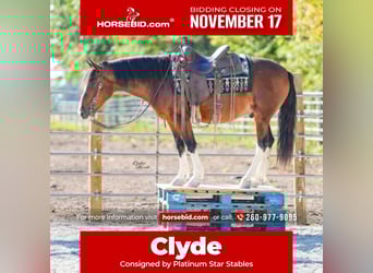 Quarter Pony, Gelding, 10 years, 13,2 hh, Bay