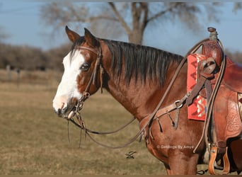 Quarter Pony, Gelding, 10 years, 13,3 hh, Bay
