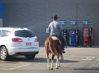 Quarter Pony, Gelding, 10 years, 14 hh, Tobiano-all-colors