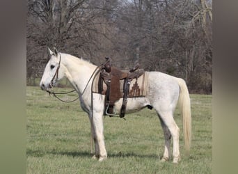 Quarter Pony, Gelding, 10 years, 14 hh, Tobiano-all-colors
