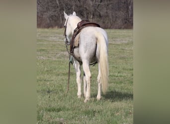 Quarter Pony, Gelding, 10 years, 14 hh, Tobiano-all-colors