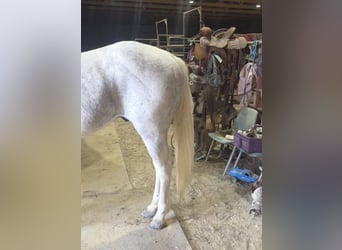 Quarter Pony, Gelding, 10 years, 14 hh, Tobiano-all-colors