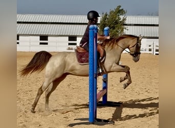 Quarter Pony, Gelding, 10 years, Buckskin