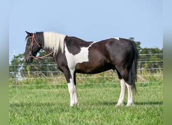 Quarter Pony, Gelding, 10 years