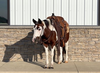 Quarter Pony, Gelding, 10 years, Pinto