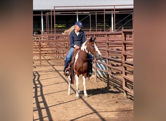 Quarter Pony, Gelding, 10 years, Pinto