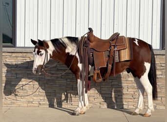 Quarter Pony, Gelding, 10 years, Pinto