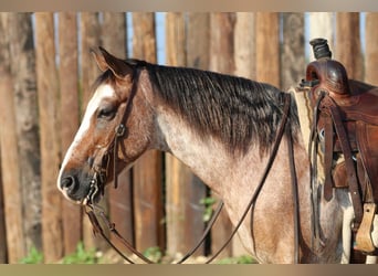 Quarter Pony, Gelding, 10 years, Roan-Red