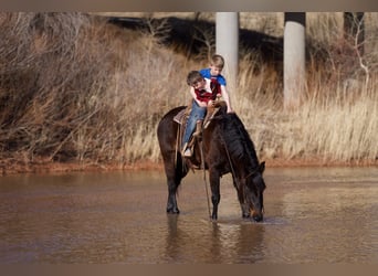 Quarter Pony, Gelding, 11 years, 13 hh, Bay