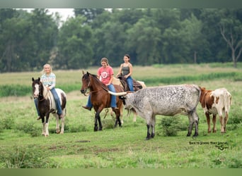 Quarter Pony, Gelding, 11 years, 13 hh, Pinto
