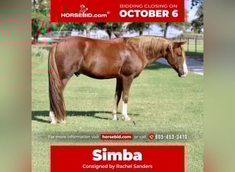 Quarter Pony, Gelding, 11 years, 13 hh, Sorrel