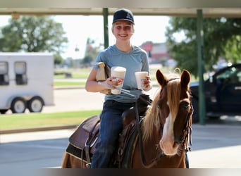 Quarter Pony, Gelding, 11 years, 13 hh, Sorrel