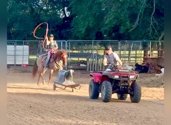 Quarter Pony, Gelding, 11 years, 13,1 hh, Roan-Red