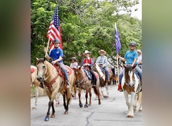 Quarter Pony, Gelding, 11 years, 13,1 hh, Roan-Red