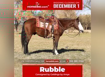 Quarter Pony, Gelding, 11 years, 13,3 hh, Bay