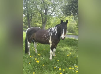Quarter Pony Mix, Gelding, 11 years, 14.1 hh, Pinto