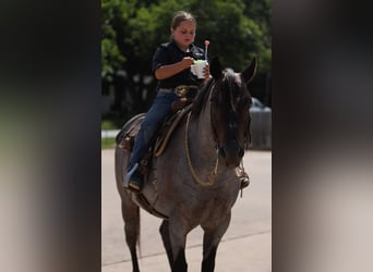 Quarter Pony, Wallach, 11 Jahre, 14 hh, Roan-Blue