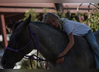 Quarter Pony, Wallach, 11 Jahre, 14 hh, Roan-Blue