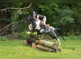 Quarter Pony Mix, Gelding, 12 years, 12.2 hh, Pinto