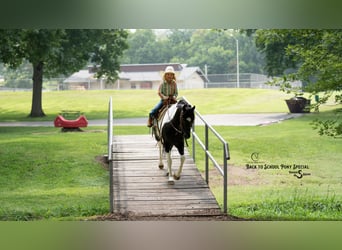 Quarter Pony Mix, Gelding, 12 years, 12.2 hh, Pinto