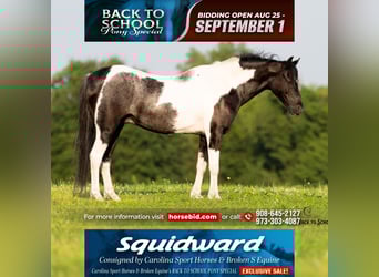 Quarter Pony Mix, Gelding, 12 years, 12.2 hh, Pinto