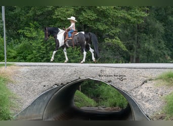 Quarter Pony Mix, Gelding, 12 years, 12.2 hh, Pinto