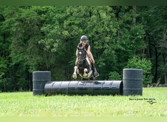 Quarter Pony Mix, Gelding, 12 years, 12.2 hh, Pinto