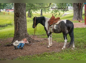 Quarter Pony Mix, Gelding, 12 years, 12.2 hh, Pinto