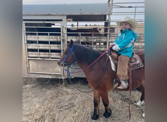 Quarter Pony, Gelding, 12 years, 12 hh, Bay