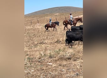 Quarter Pony, Gelding, 12 years, 12 hh, Bay