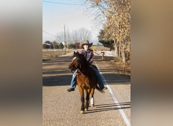 Quarter Pony, Gelding, 12 years, 12 hh, Bay