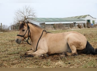 Quarter Pony, Gelding, 12 years, 13.1 hh, Buckskin