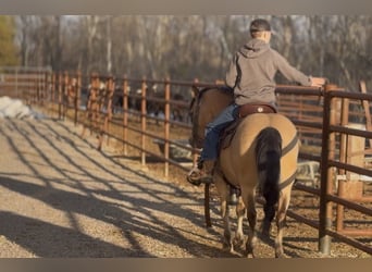 Quarter Pony, Gelding, 12 years, 13.1 hh, Buckskin