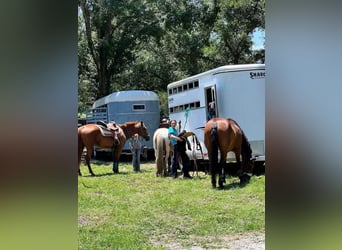 Quarter Pony, Gelding, 12 years, 13 hh