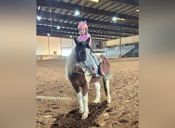 Quarter Pony, Gelding, 12 years, 13 hh