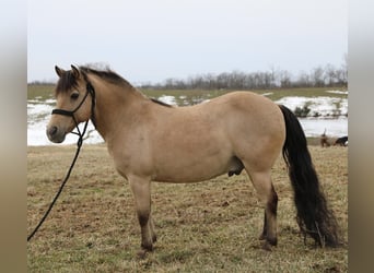 Quarter Pony, Gelding, 12 years, 13,1 hh, Buckskin