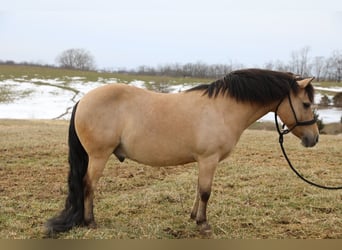 Quarter Pony, Gelding, 12 years, 13,1 hh, Buckskin