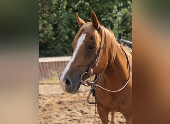 Quarter Pony, Gelding, 12 years, 14.3 hh, Chestnut-Red