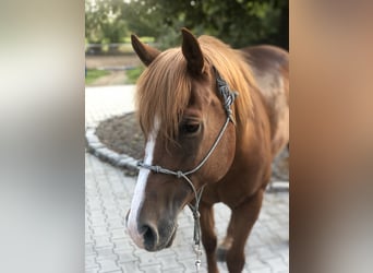 Quarter Pony, Gelding, 12 years, 14.3 hh, Chestnut-Red