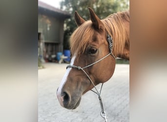 Quarter Pony, Gelding, 12 years, 14.3 hh, Chestnut-Red