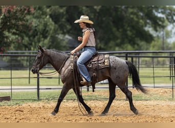 Quarter Pony, Gelding, 12 years, 14 hh, Roan-Blue