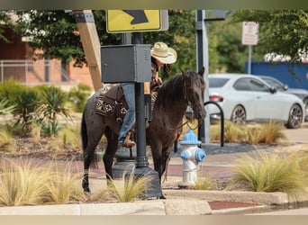 Quarter Pony, Gelding, 12 years, 14 hh, Roan-Blue