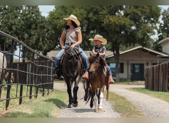 Quarter Pony, Gelding, 12 years, 14 hh, Roan-Blue