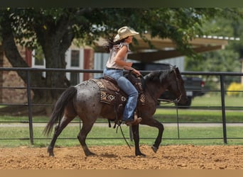 Quarter Pony, Gelding, 12 years, 14 hh, Roan-Blue