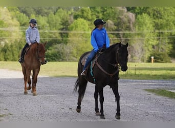 Quarter Pony, Gelding, 12 years, Bay